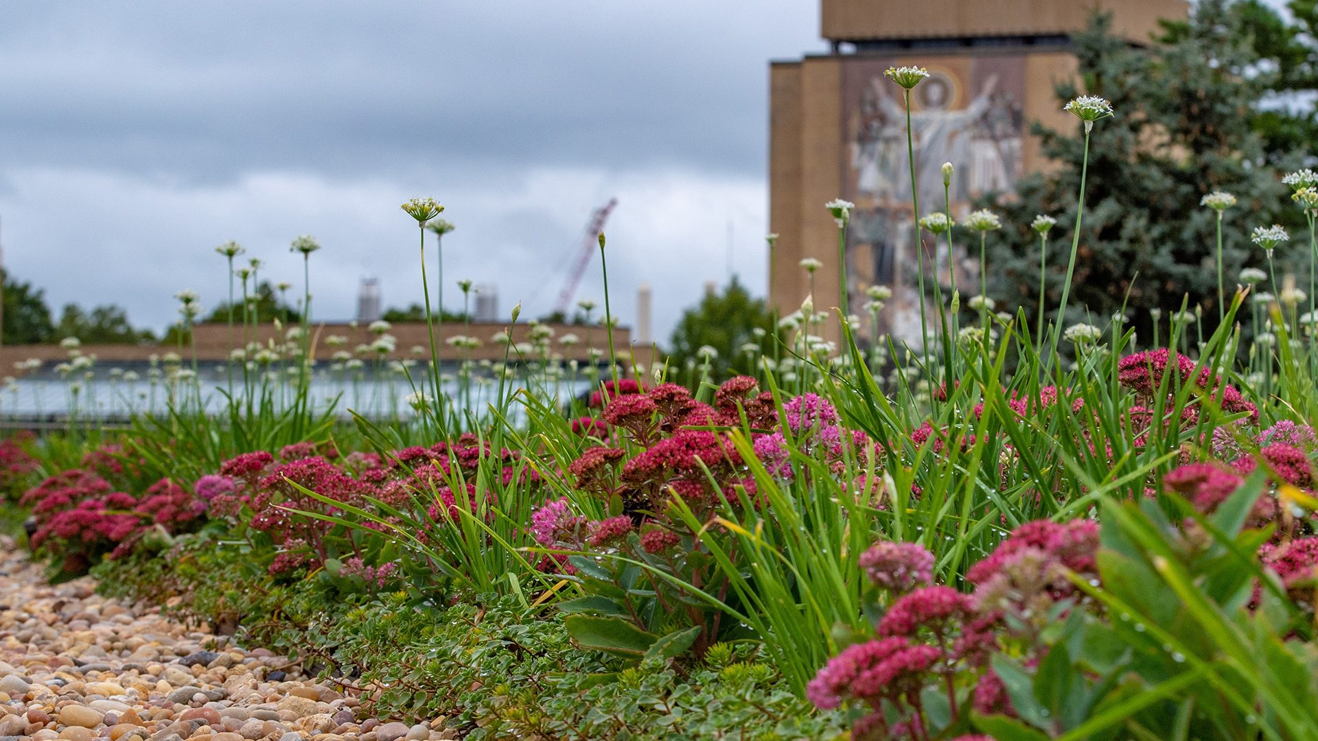 University of Notre Dame - Joyce Center Green Roof flowers