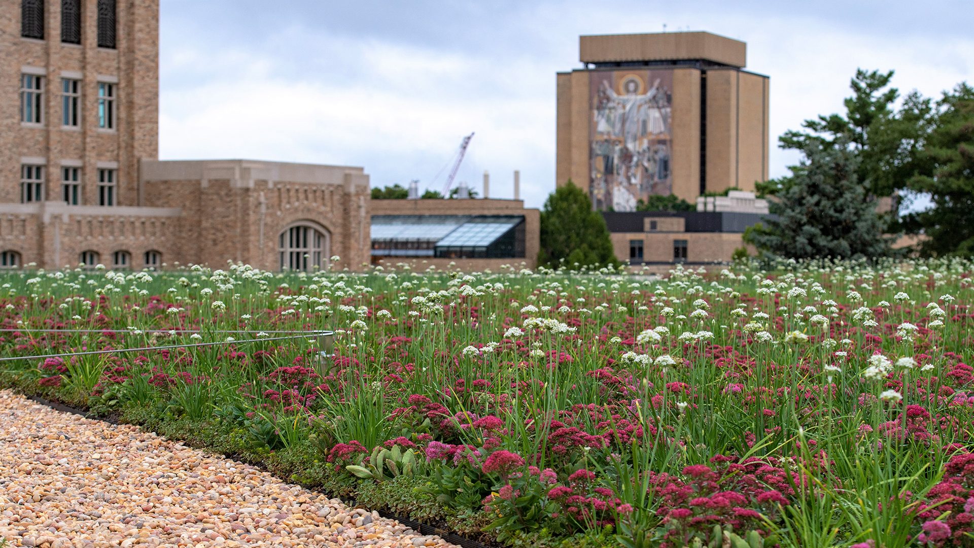 University of Notre Dame - Joyce Center Green Roof