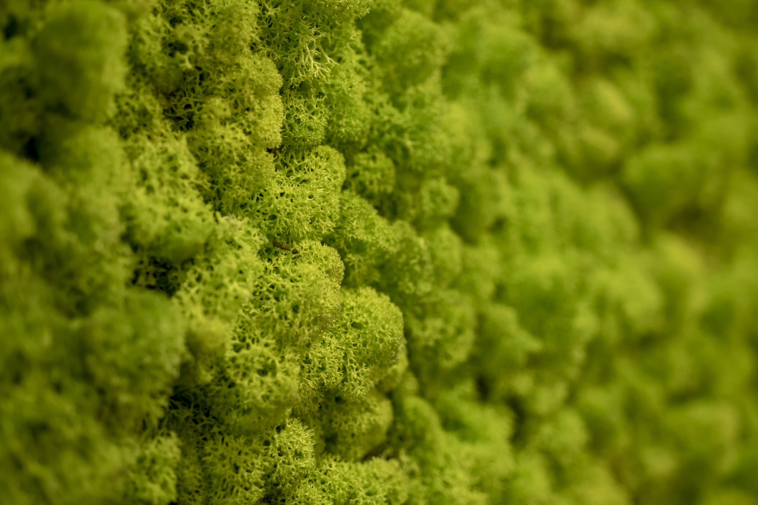 Green Wall Close Up