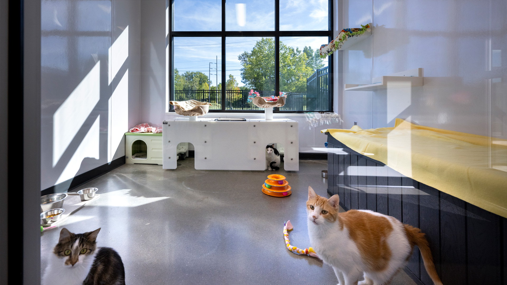 Humane Fort Wayne - Community Cat Room